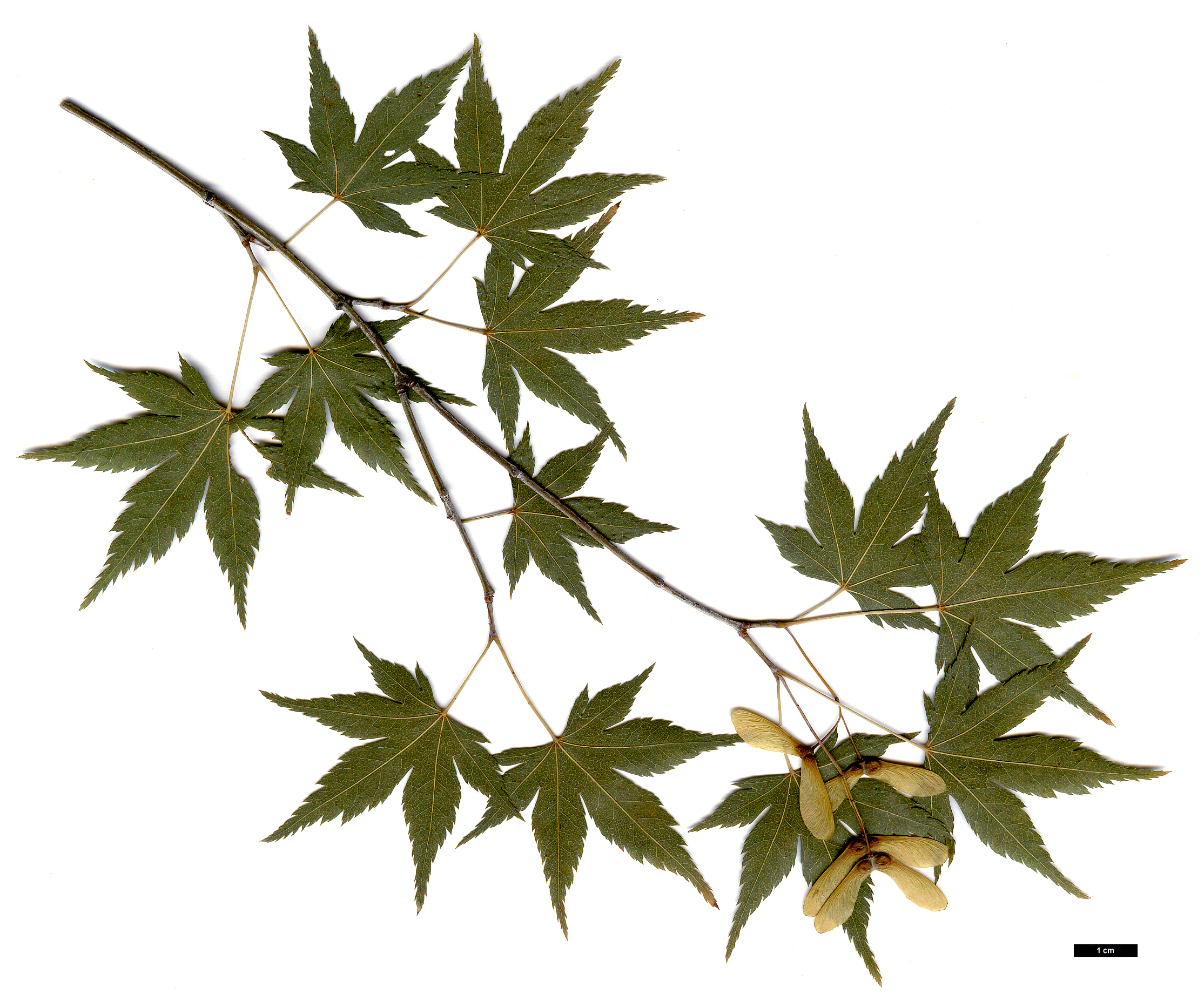 High resolution image: Family: Sapindaceae - Genus: Acer - Taxon: palmatum - SpeciesSub: subsp. palmatum
